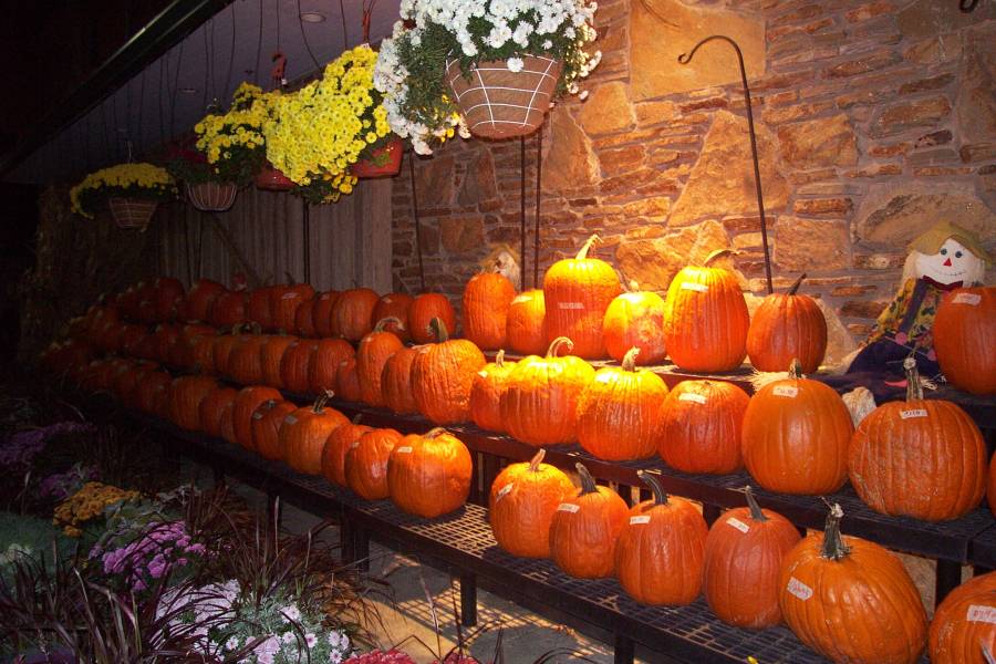 Giant Pumpkins utk Halloween di jual di depan toko di daerah Wayne, Philadelphia  - 28 Oct 2006
Giant Pumpkins utk Halloween di jual di depan toko di daerah Wayne, Philadelphia  - 28 Oct 2006
Keywords: Halloween, Wayne, Pumpkins