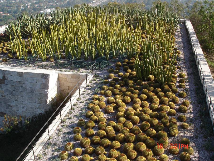 Tanaman Kaktus di halaman Garden Getty Museum, LA - 18 Nov 2006
Keywords: Kaktus, Cactus, Getty Museum