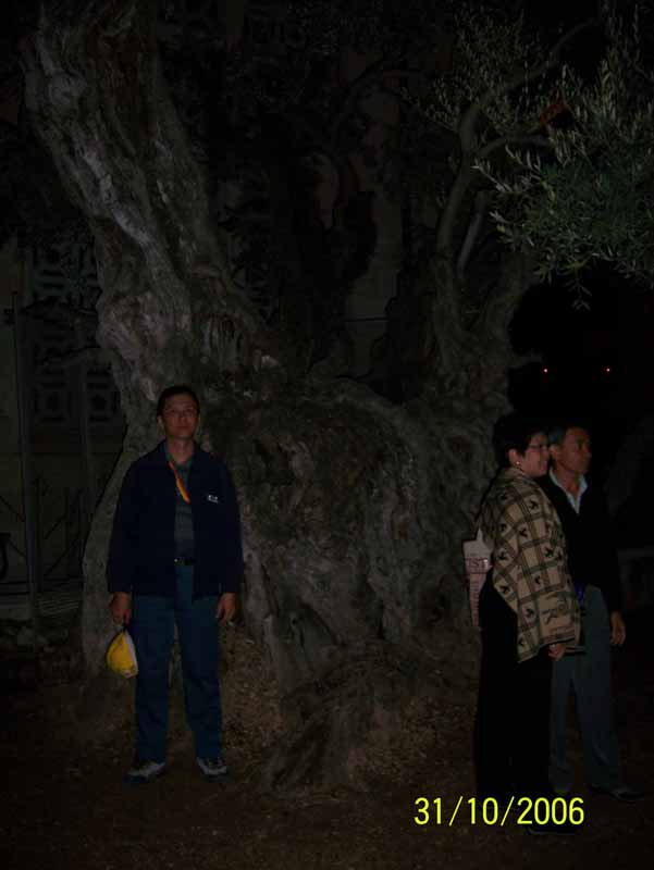 In Getsemene before Thousands year Olive Tree
