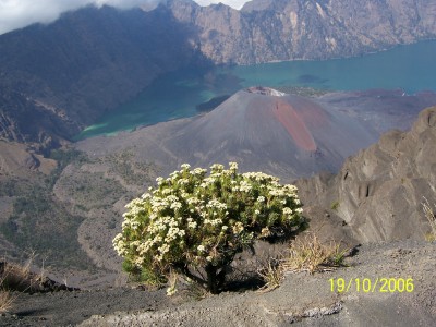 Edelweis
dgn Latar belakang Gunung Baru di tengah Segara Anak
dalam perjalanan turun dari Rinjani Summit ke Base Camp II
