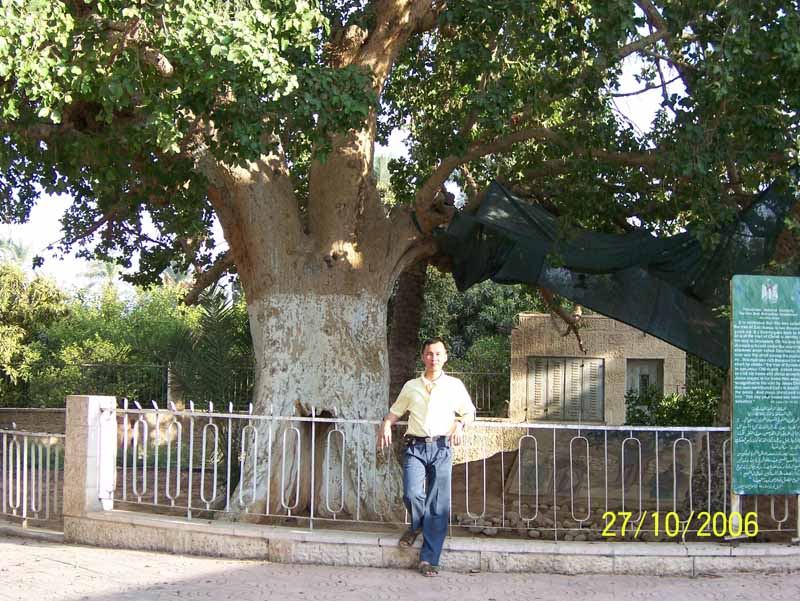 Zakeus' Tree
Zakeus orang pendek, ingin melihat Tuhan Yesus. Maka Ia memanjat pohon ini untuk melihat Tuhan Yesus yg melintas didekat pohon ini.
