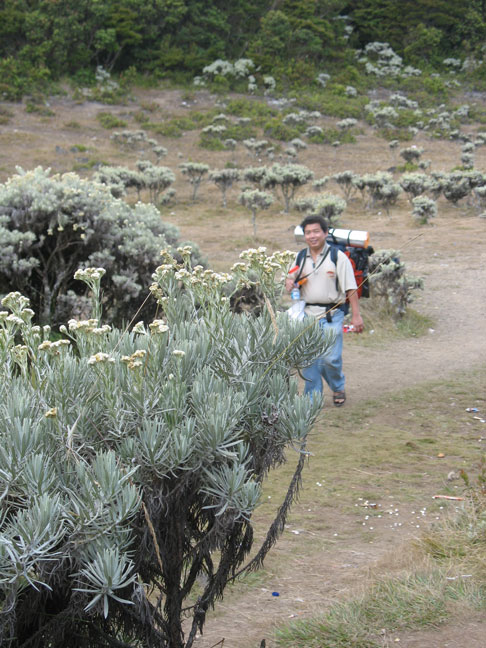 Lagi lagi ketinggalan. Gani ketinggalan di belakang dalam perjalanan turun dari Suryakencana (lembah di Gn. Gede yang dipenuhi Edelweiss)
